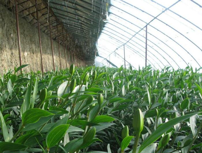 大棚無紡布的使用