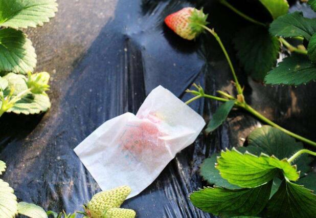 種植草莓新技術