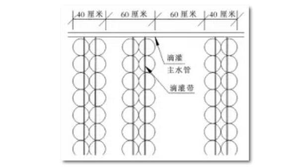 供水系統通過將水庫與滴灌相結合來實現